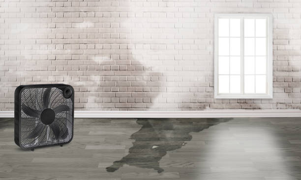Best Water damage contractors near me  in Emeryville, CA